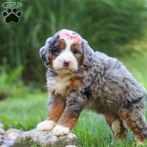 Razzel, Mini Bernedoodle Puppy